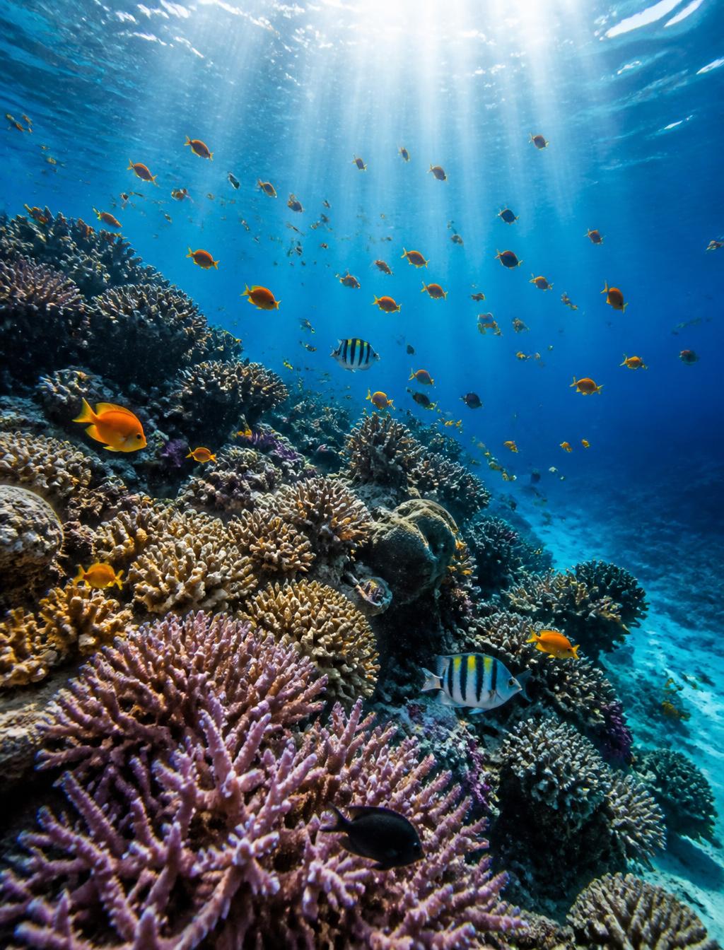 Coral Reef