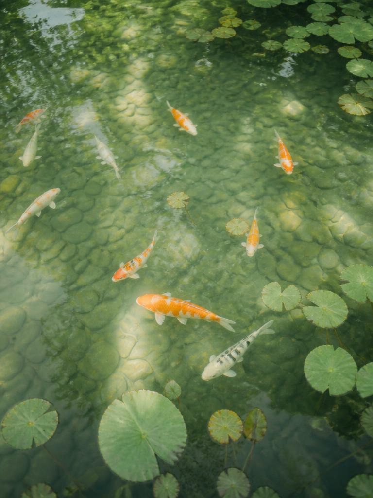 Koi Pond